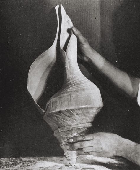 Syrinx aruanus seashell, 1950, via @acquadiartem